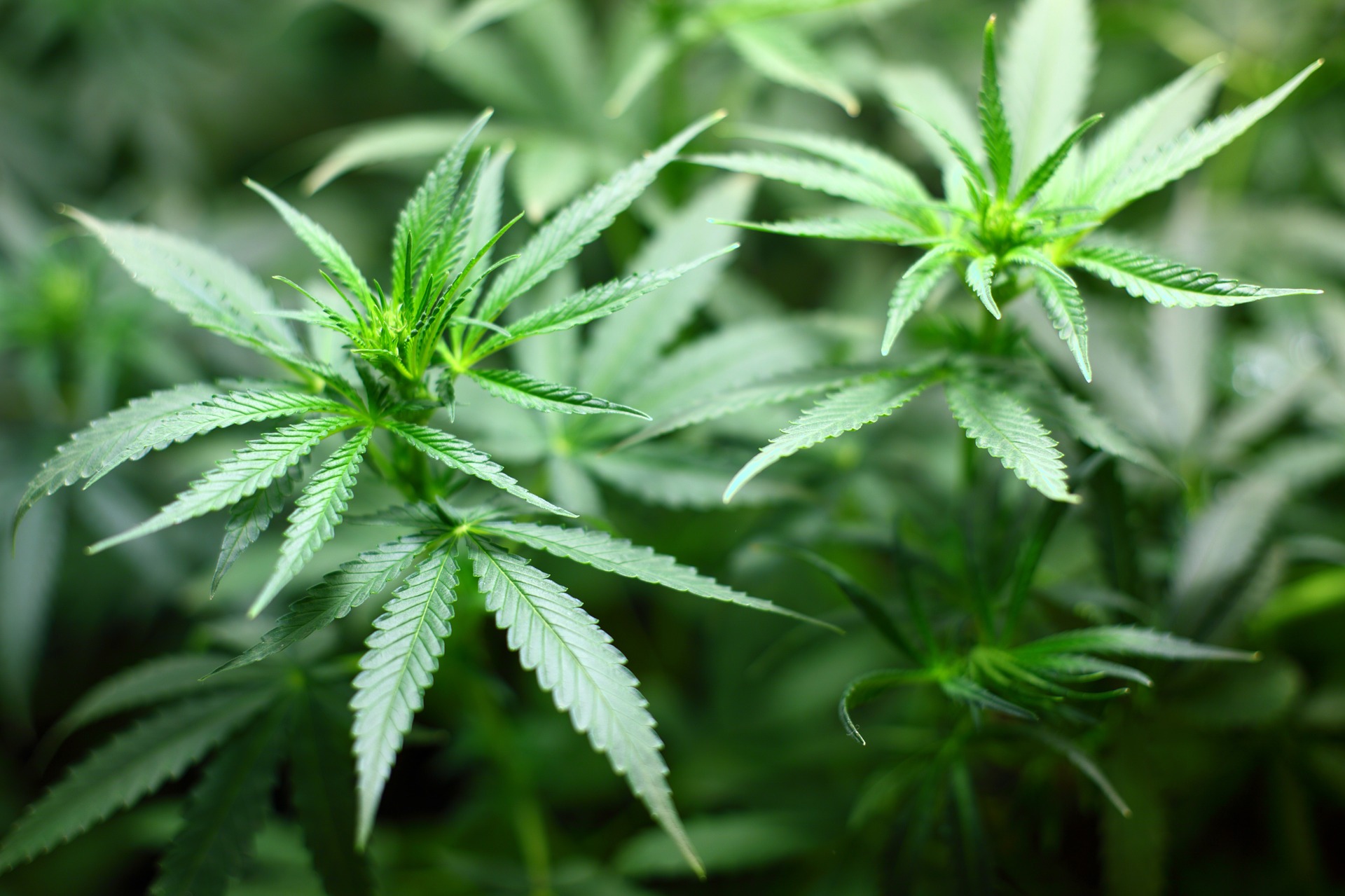 Marijuana & Pain: My MMJ Adventure Continues