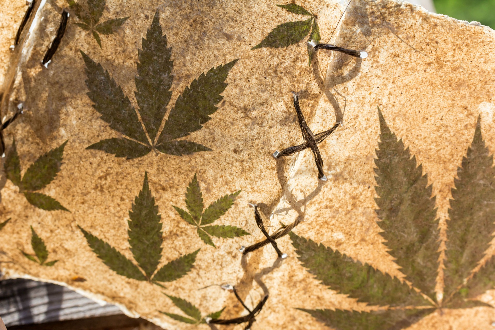 Multiple Sclerosis & Marijuana: How Cannabis Has Helped Me